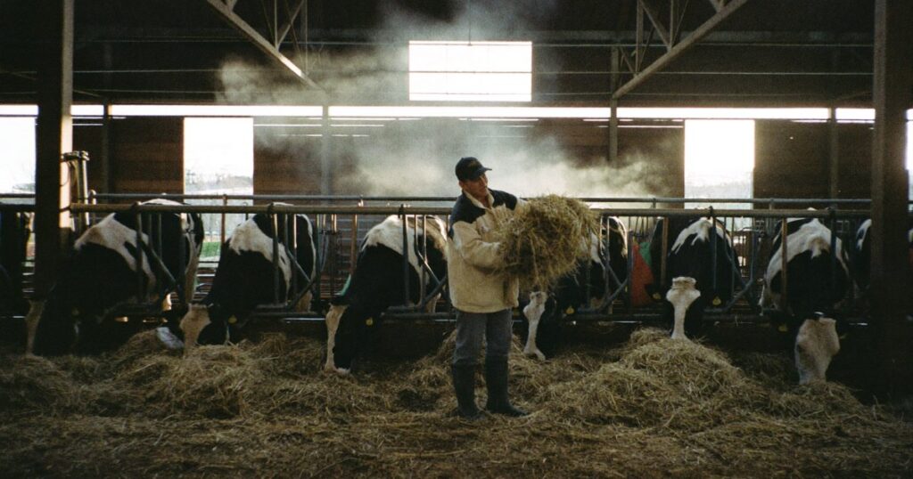 Dairy farm worker feeding cows in a Wisconsin barn